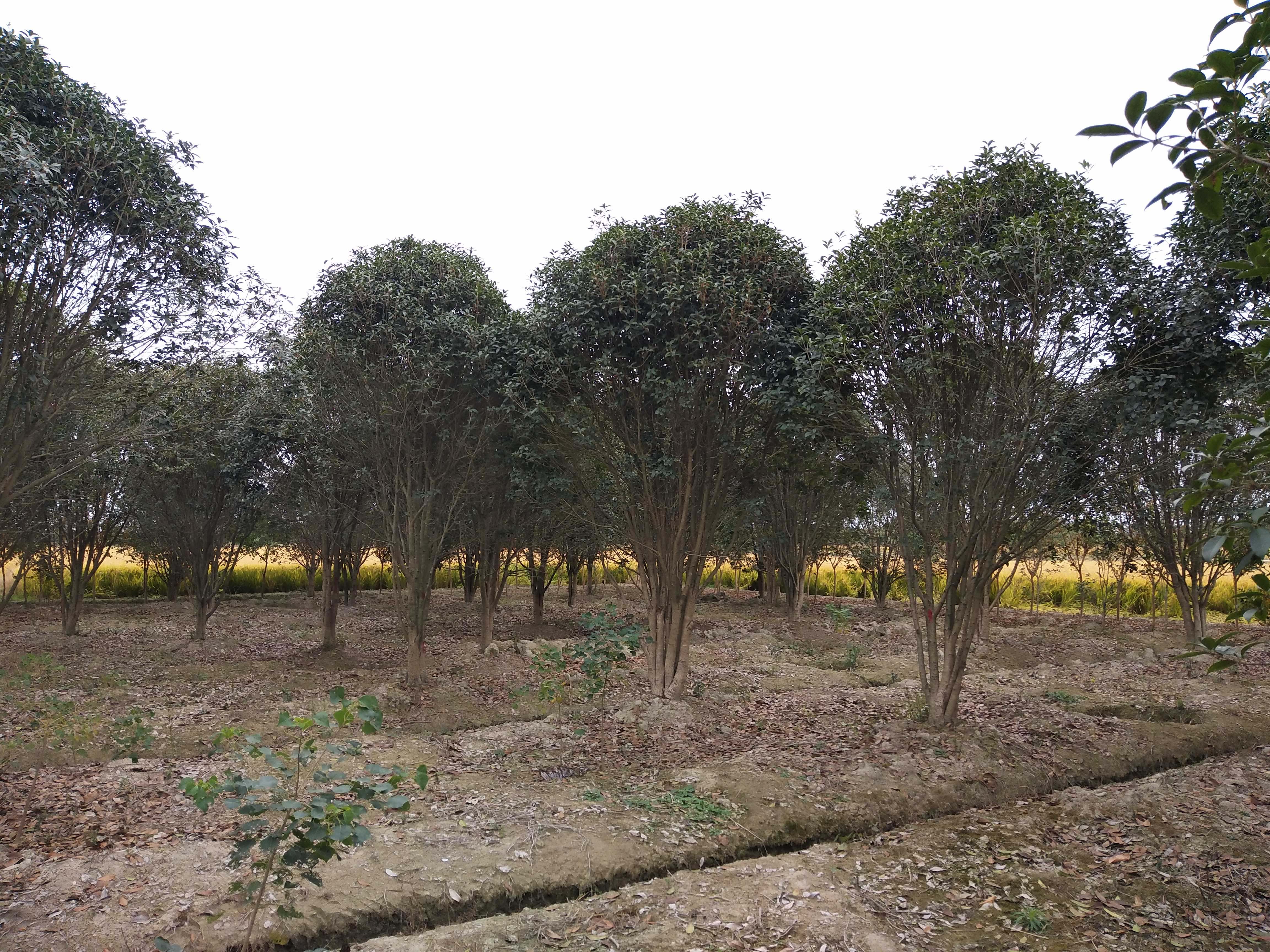 芜湖云浩苗圃基地图片