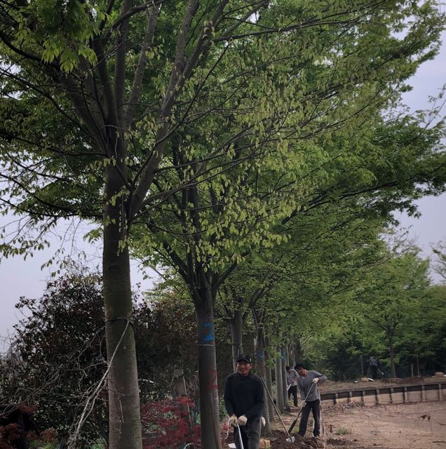 榉树图片
