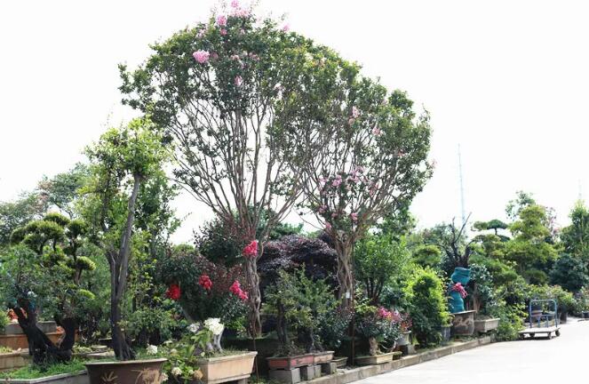 苗圃生产苗木时该如何选择？答案在这里——因地制宜、适地适树