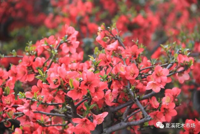 养护要点——春季，新栽花卉苗木的养护注意事项