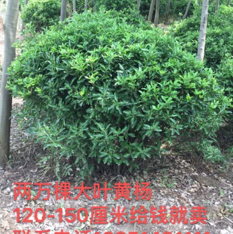大叶黄杨图片