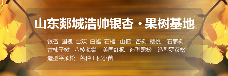 夏溪花木市场草花专区正式营业