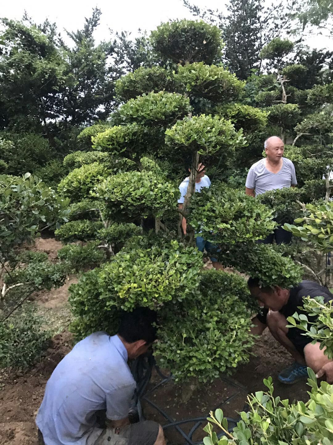 香樟图片