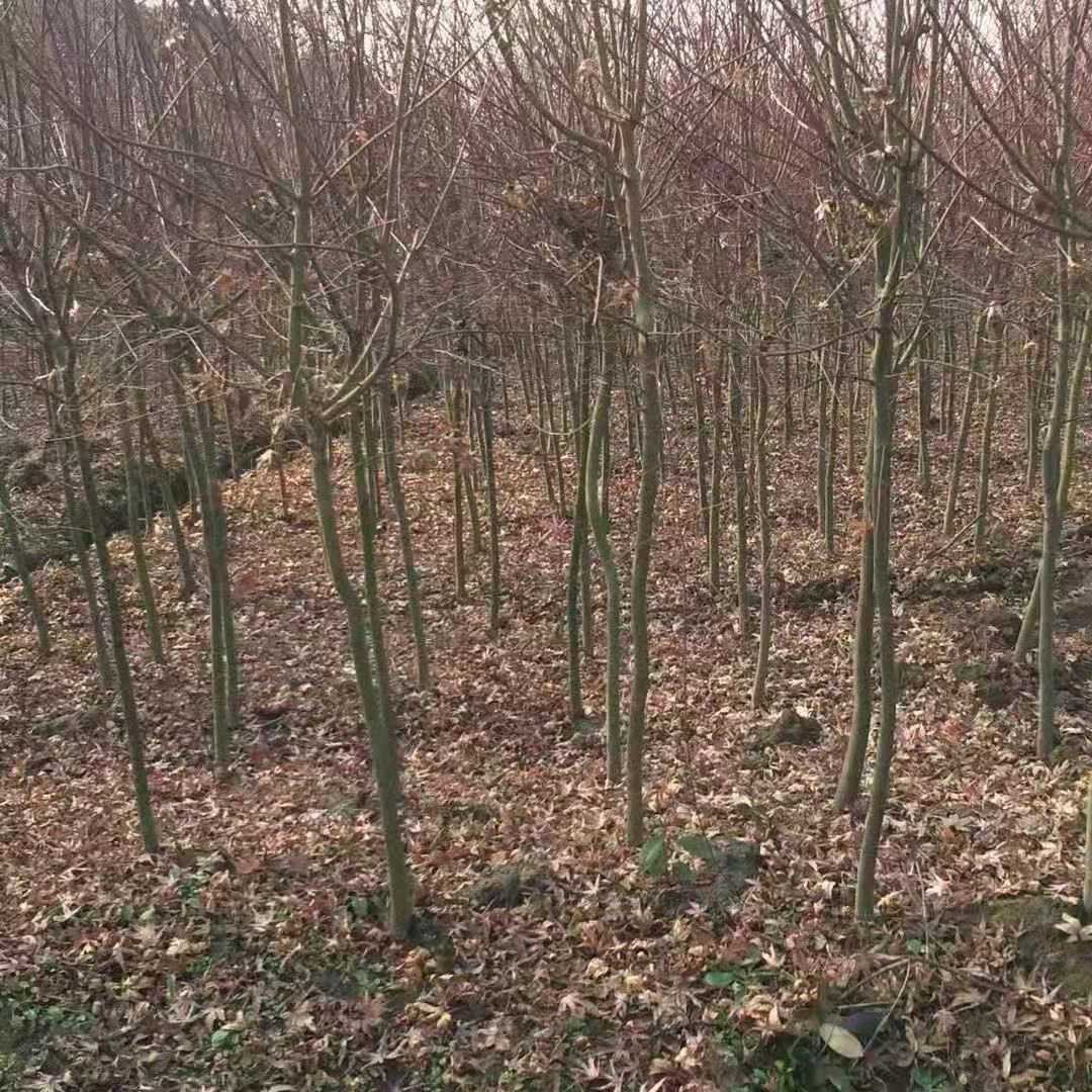 鸡爪槭图片