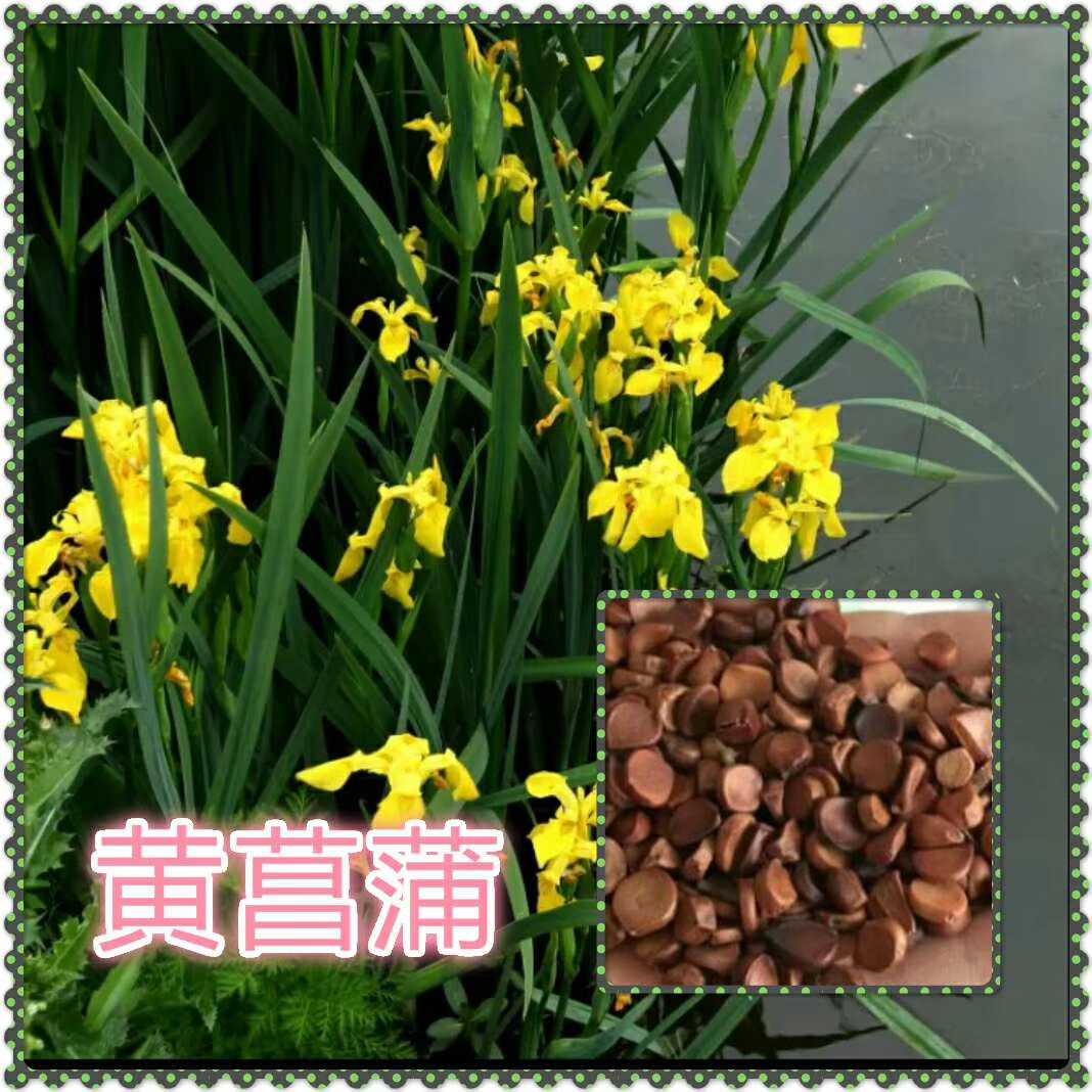 黄菖蒲图片
