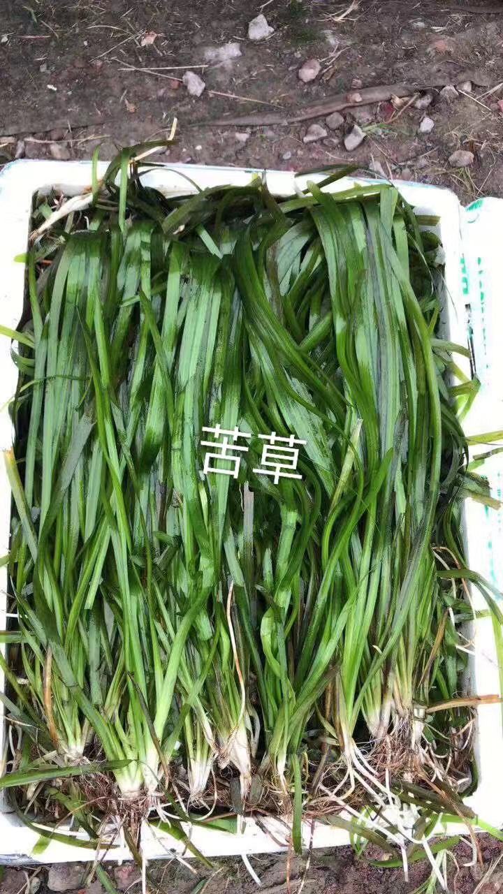 苦草图片