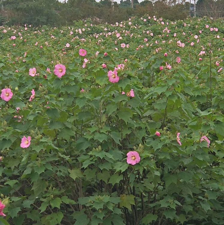 木芙蓉图片