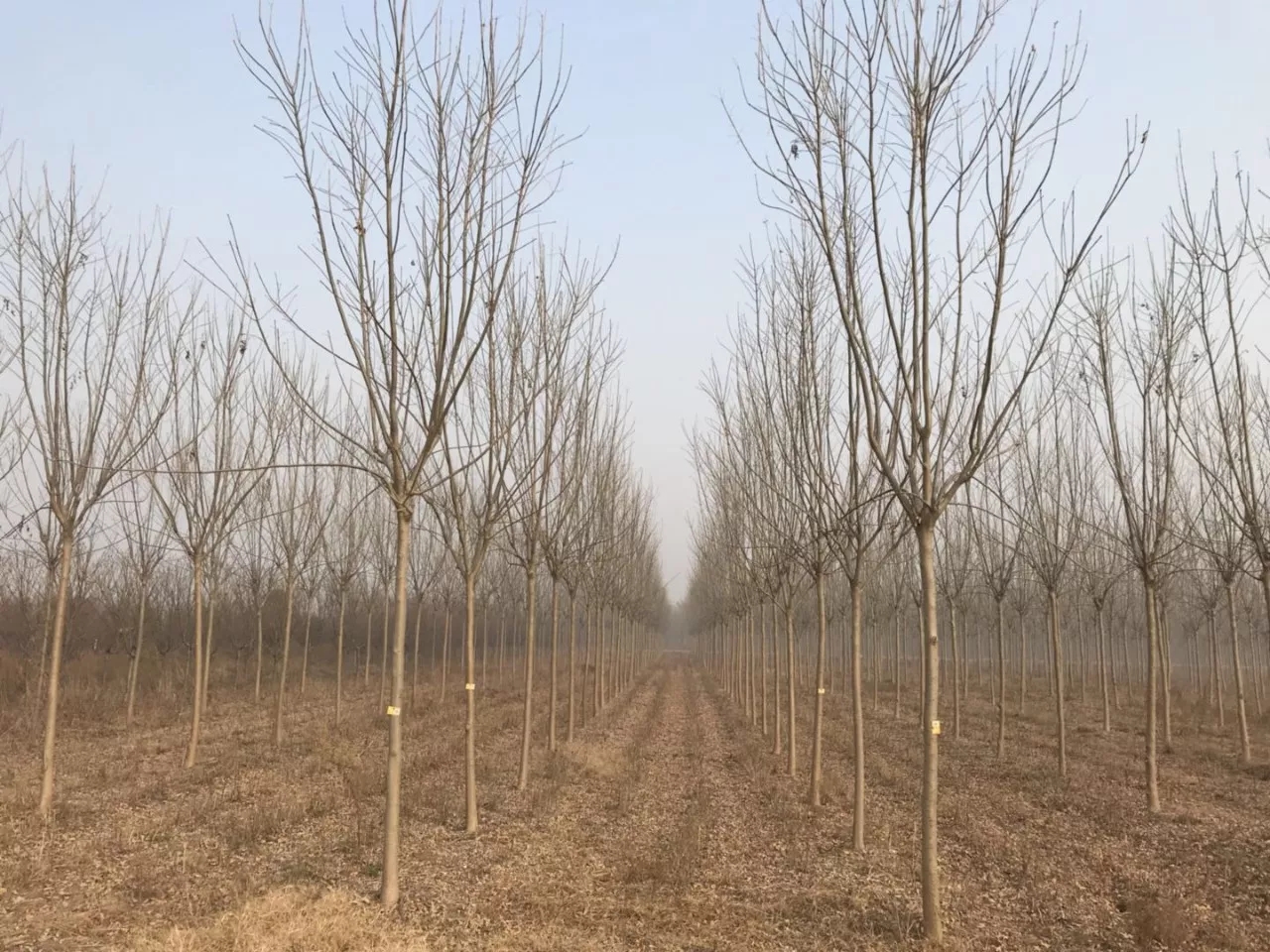 白蜡图片
