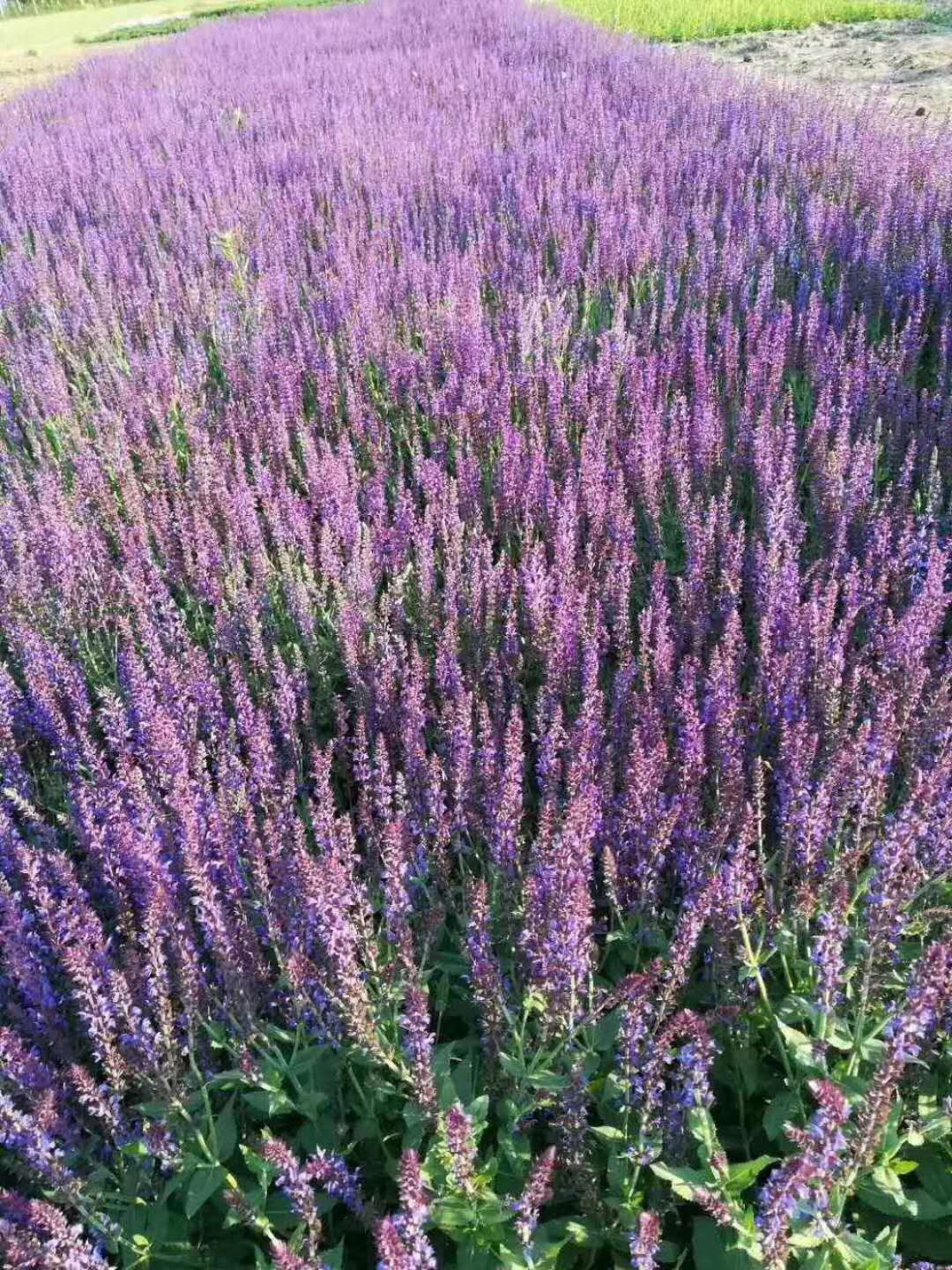 蓝花鼠尾草图片