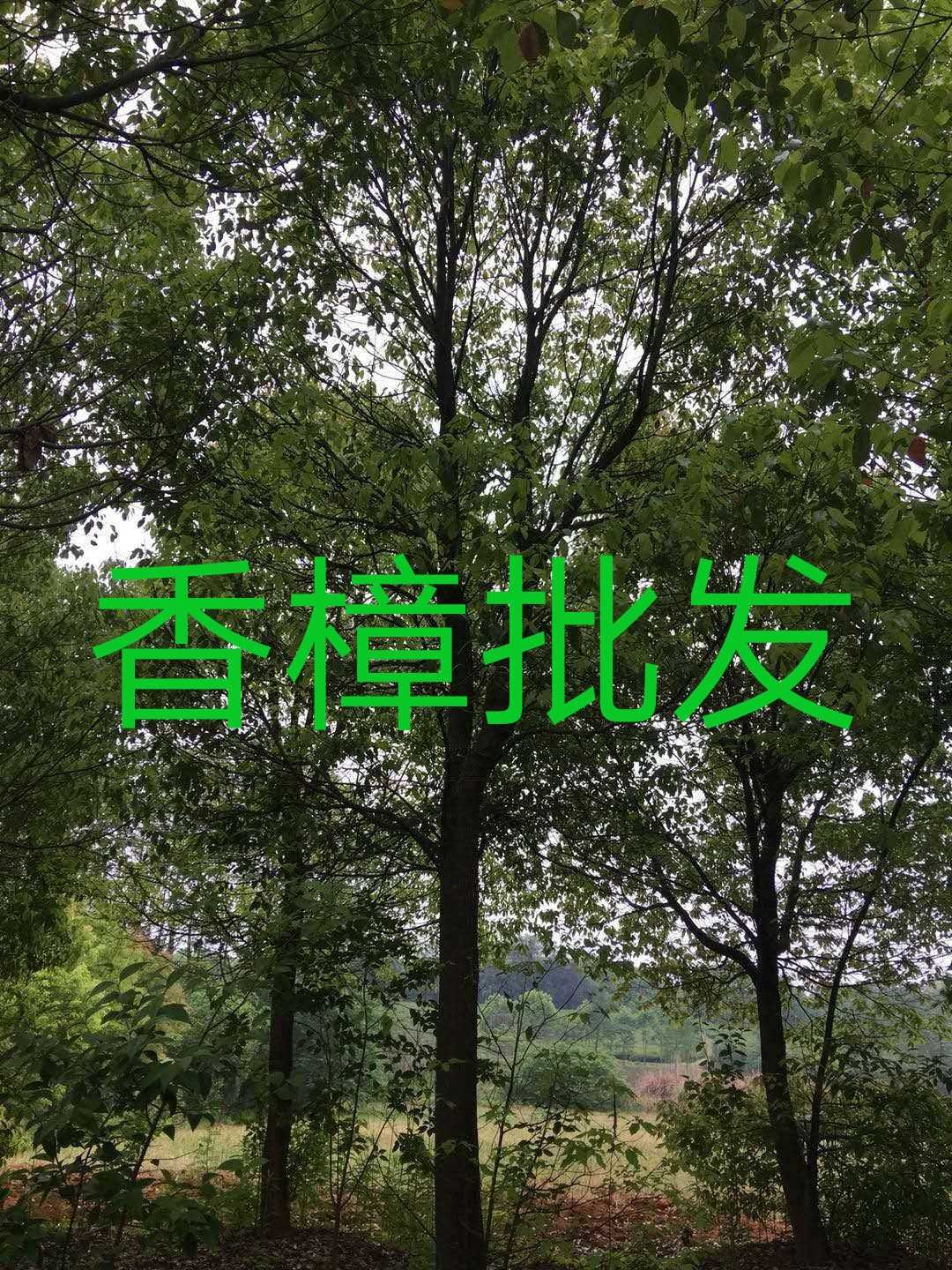 香樟图片