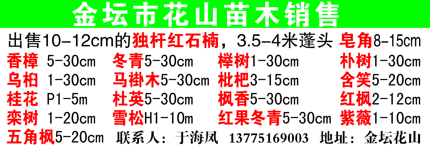 金坛市花山苗木销售图片