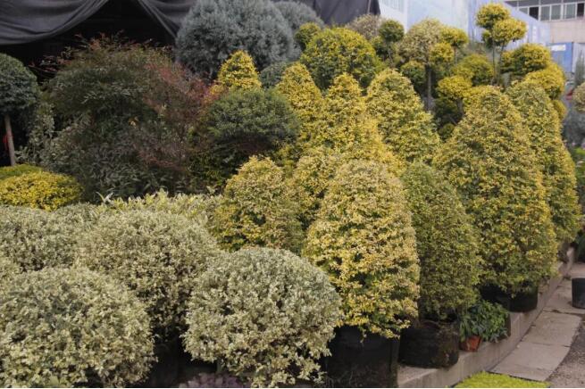 种植方法——园林植物色块的种植方法