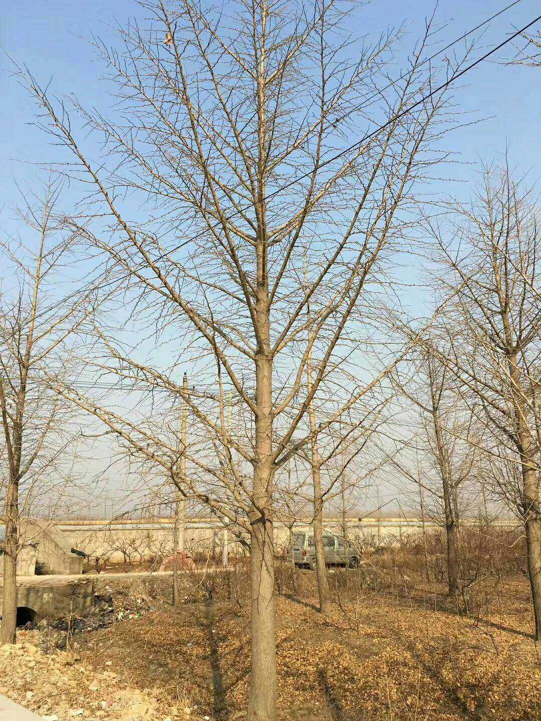 银杏图片