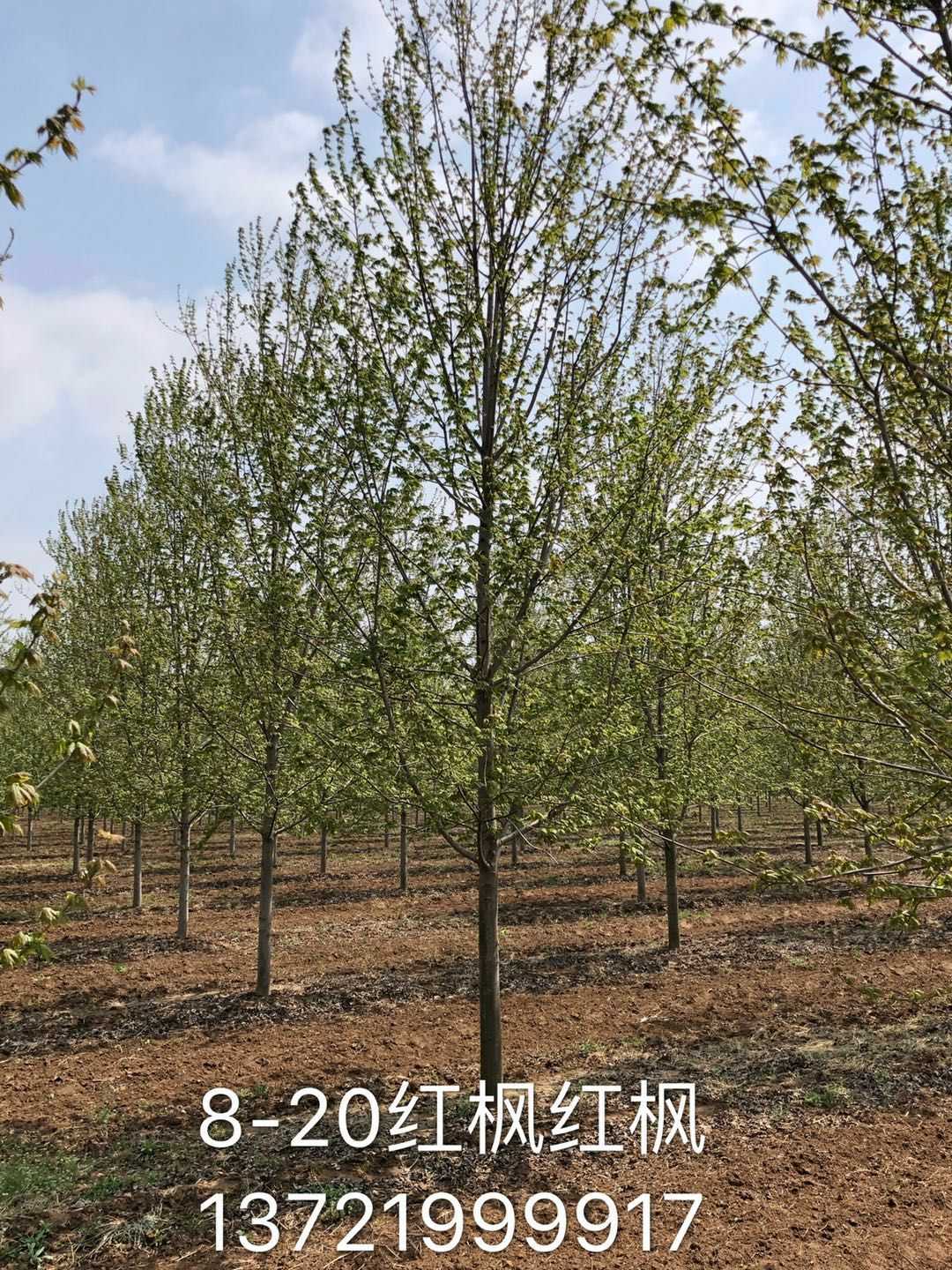 美国红枫（秋火焰）图片