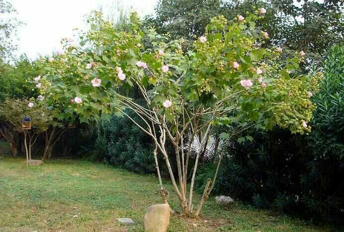 木芙蓉图片