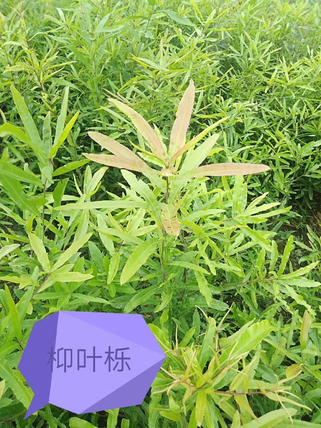 柳叶栎图片