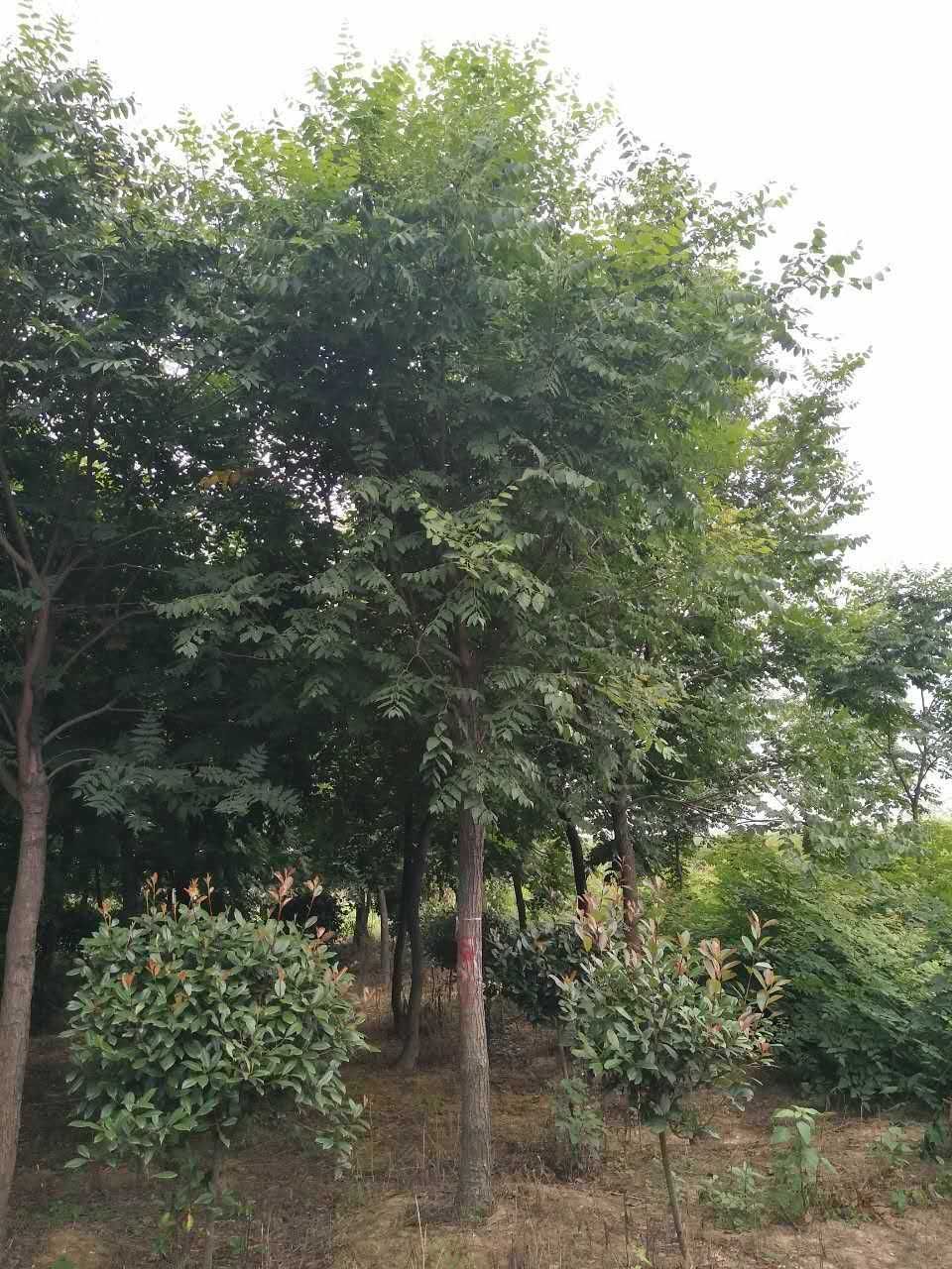 木瓜海棠图片