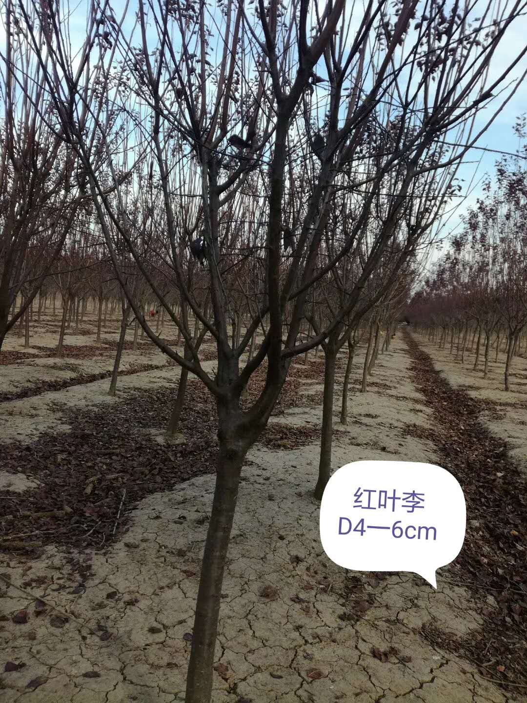 红叶李图片