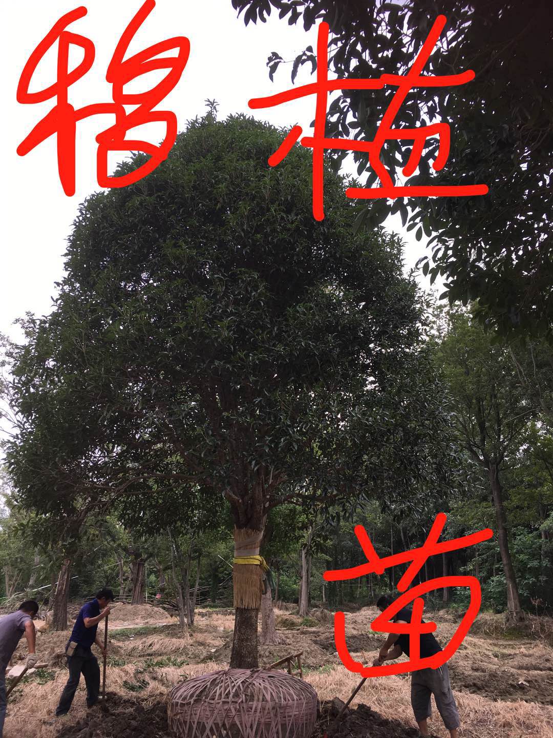 桂花图片