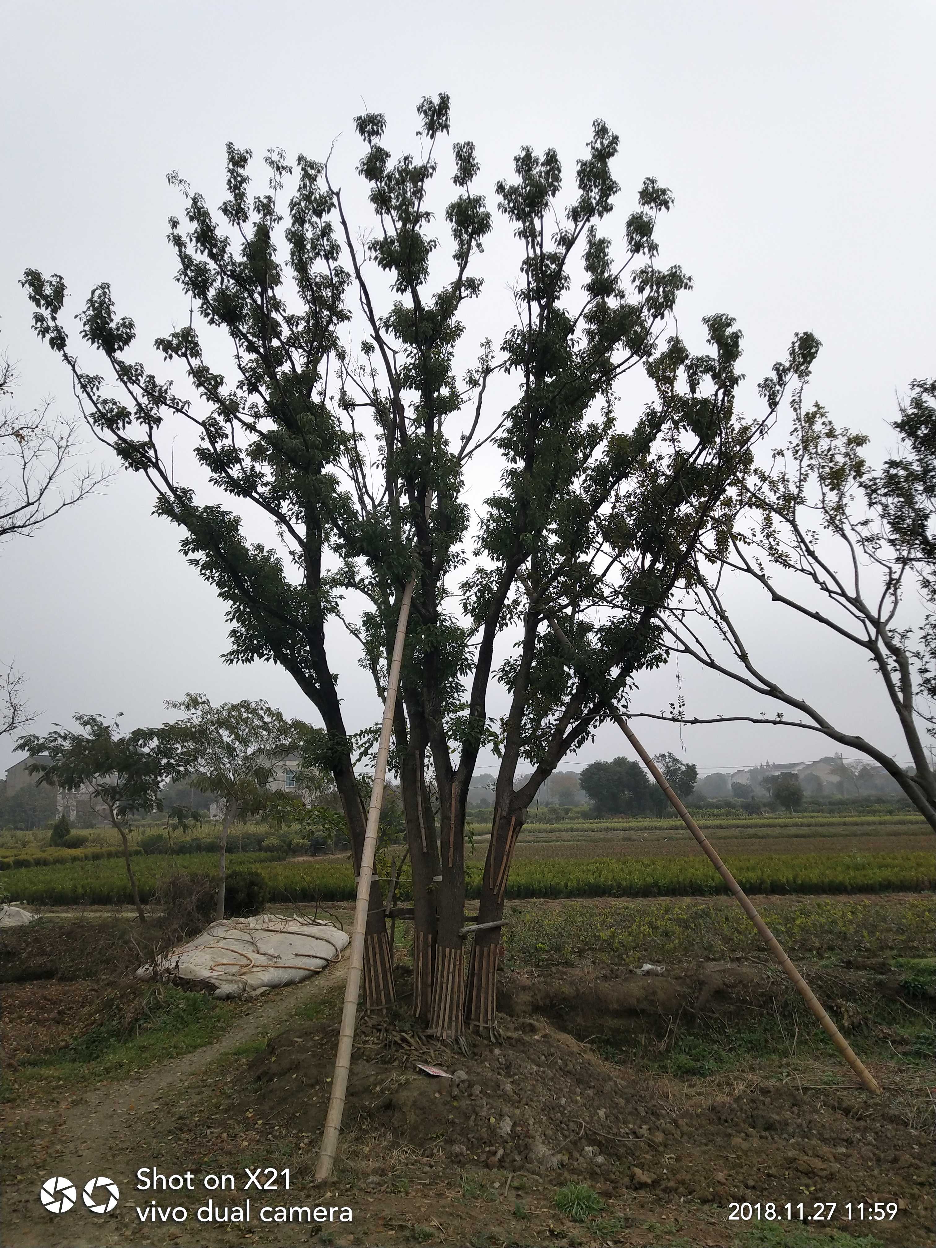 香樟图片