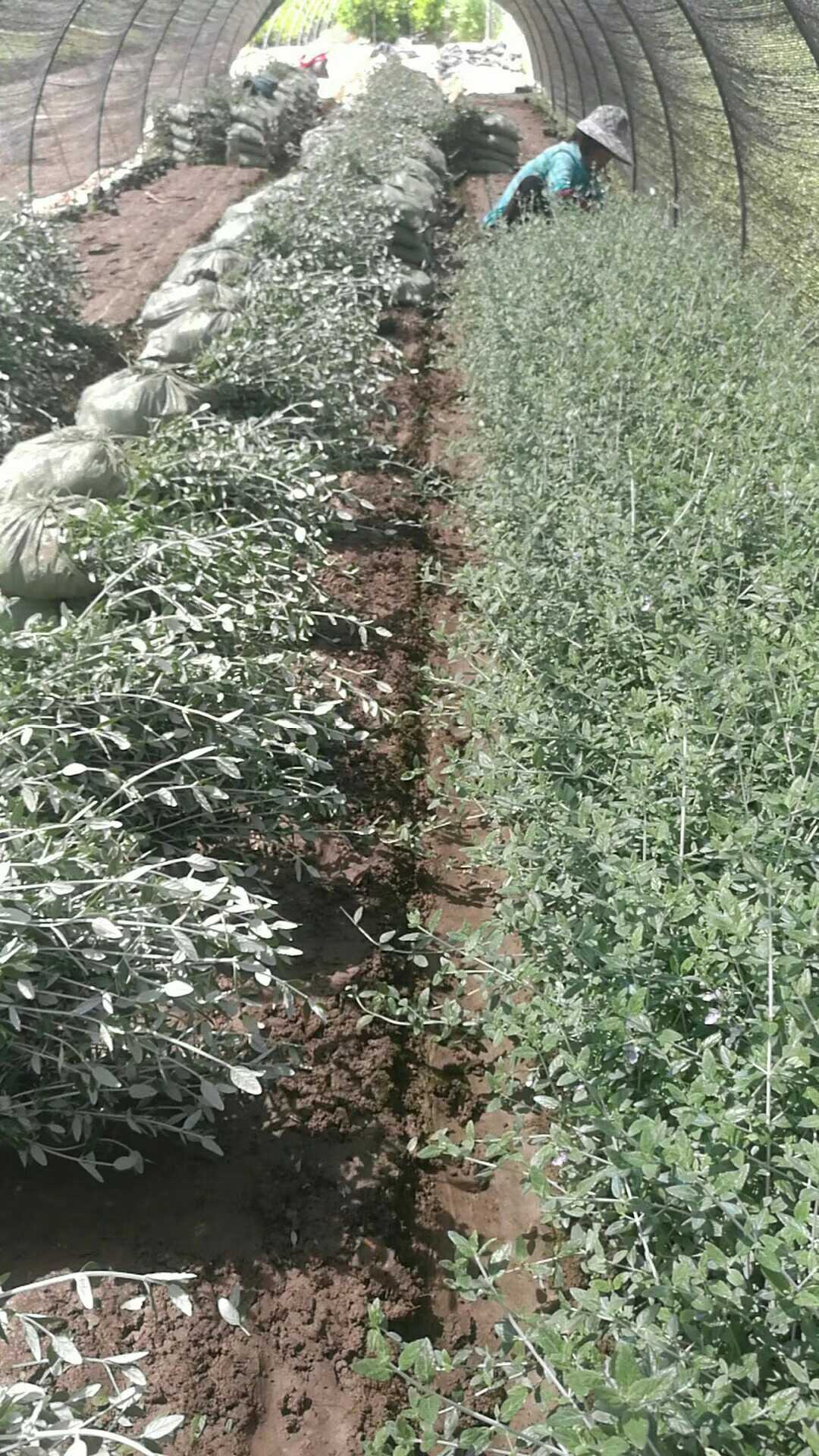 水果蓝图片