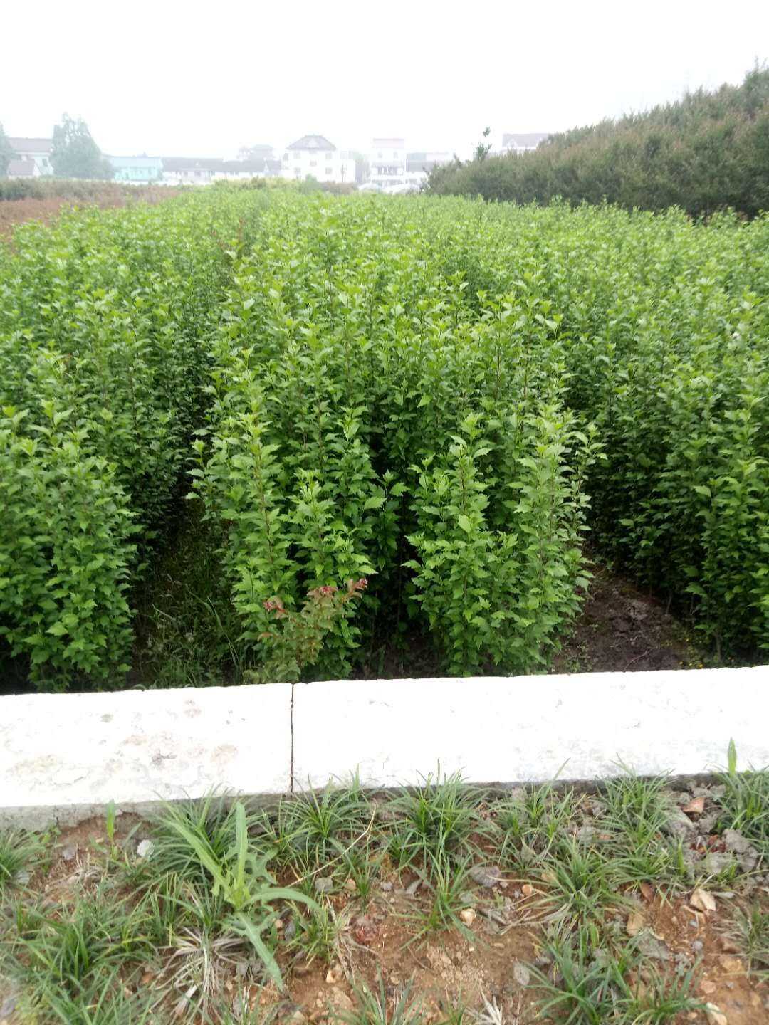 木槿图片