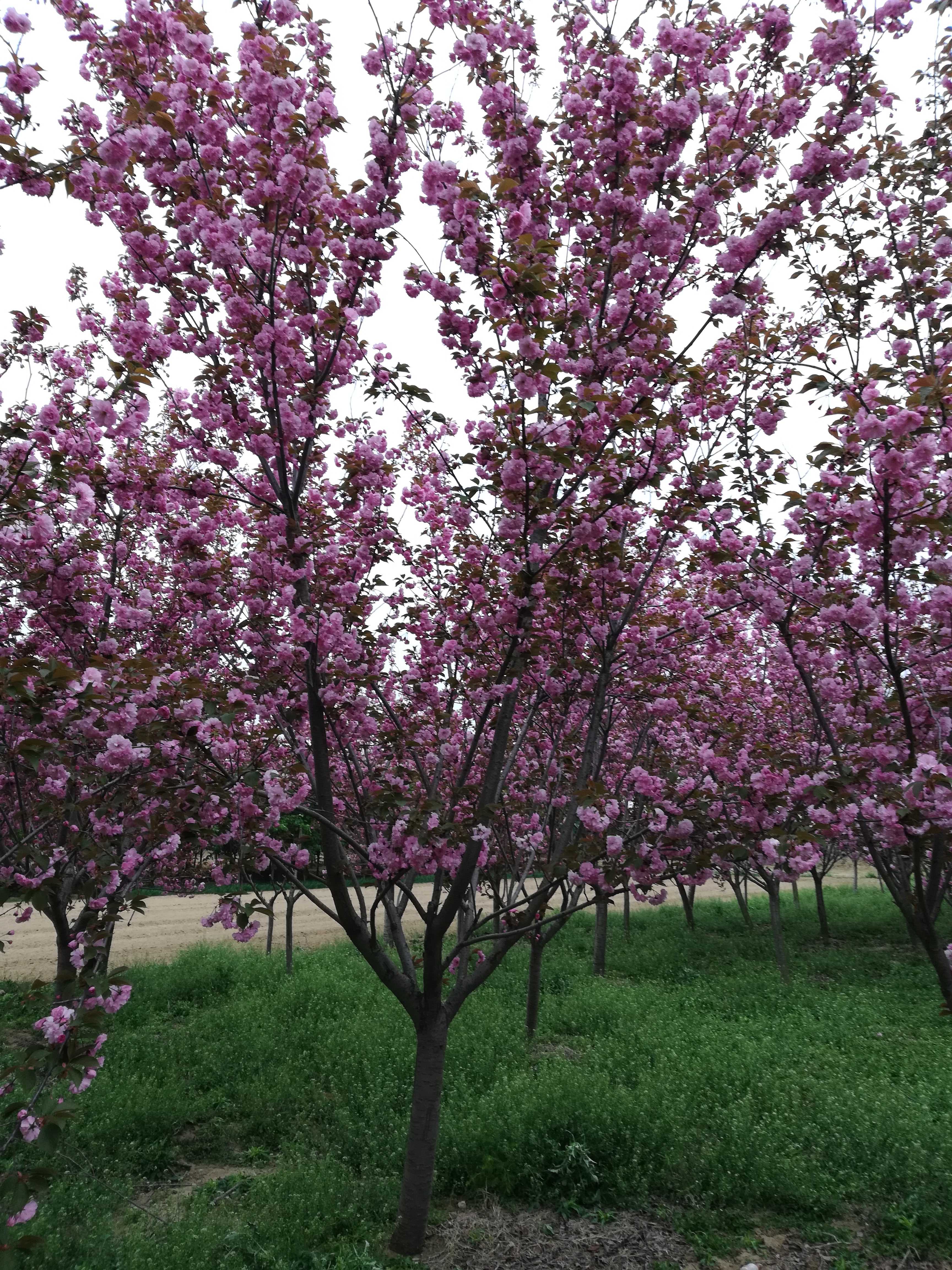 樱花图片