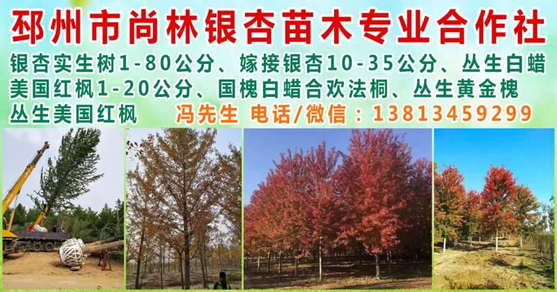 邳州市尚林银杏苗木种植专业合作社图片