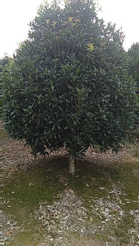 桂花图片