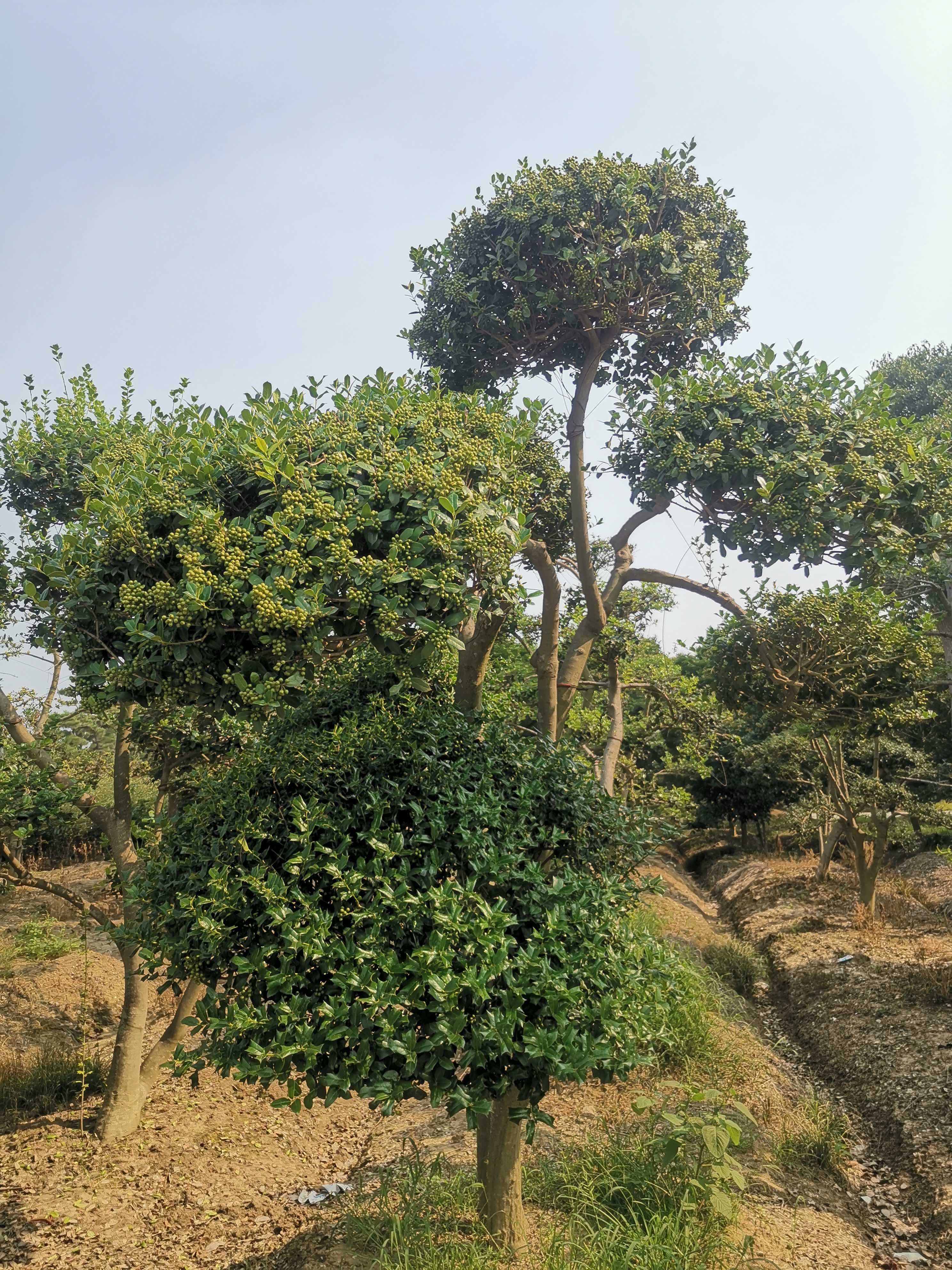 枸骨图片