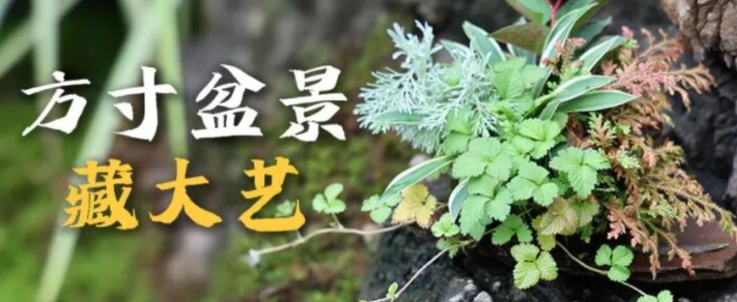 盆景造型師 | 用堅守與創新圈粉——方寸盆景藏大藝,職業熱度擋不住