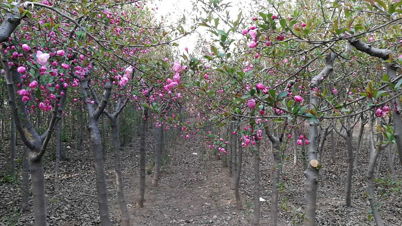 垂丝海棠图片