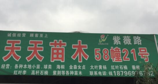 天天苗木图片