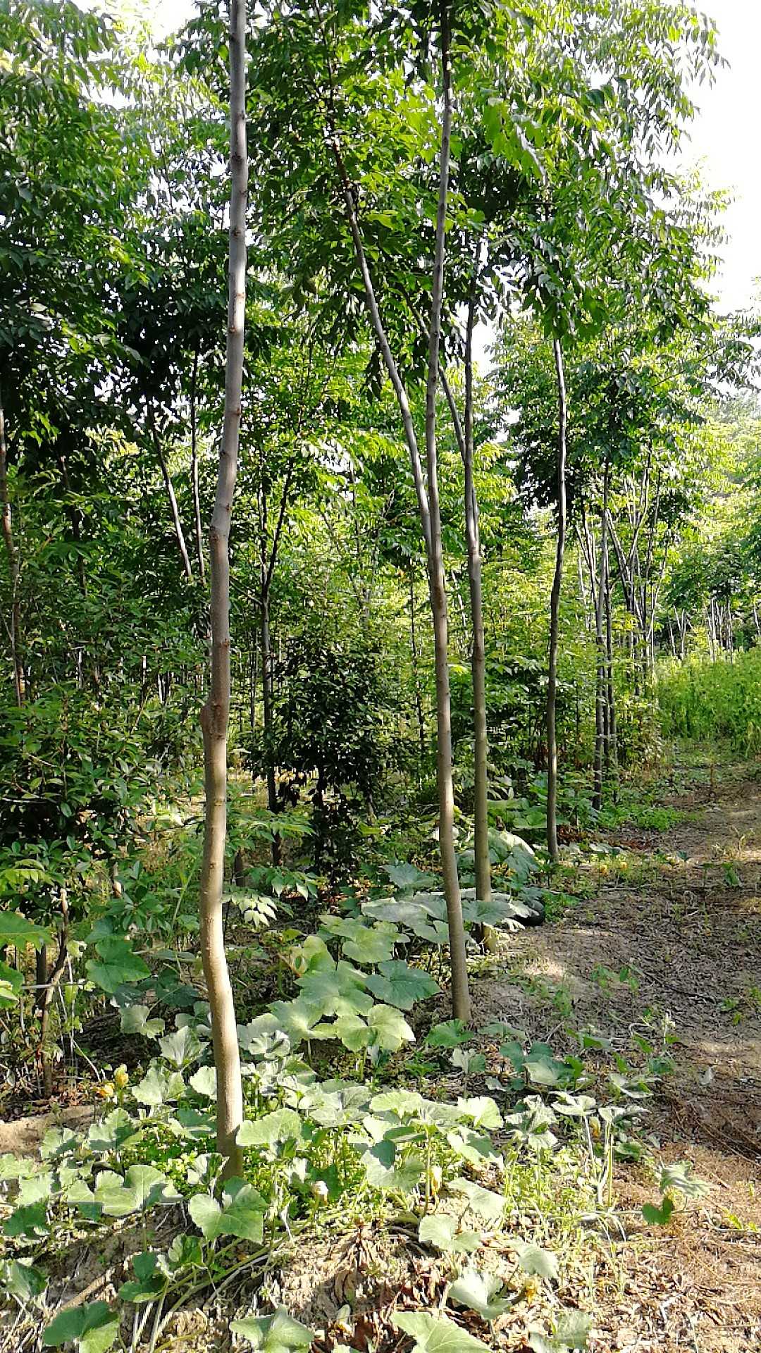 黄山栾树图片