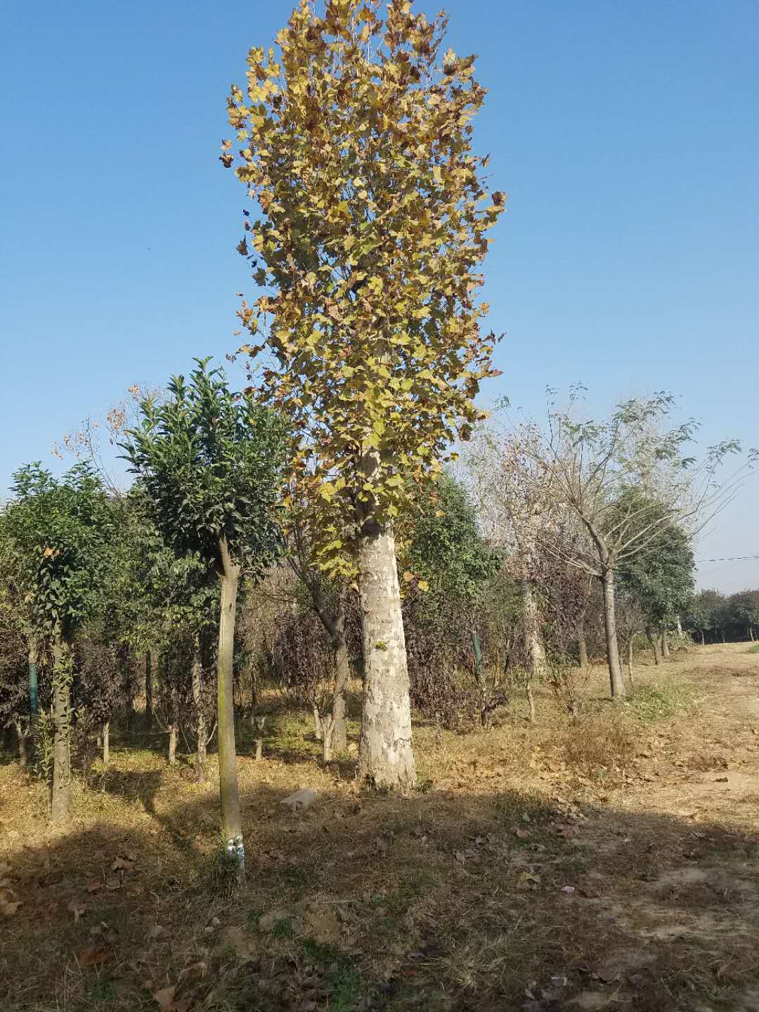 园梦花木基地