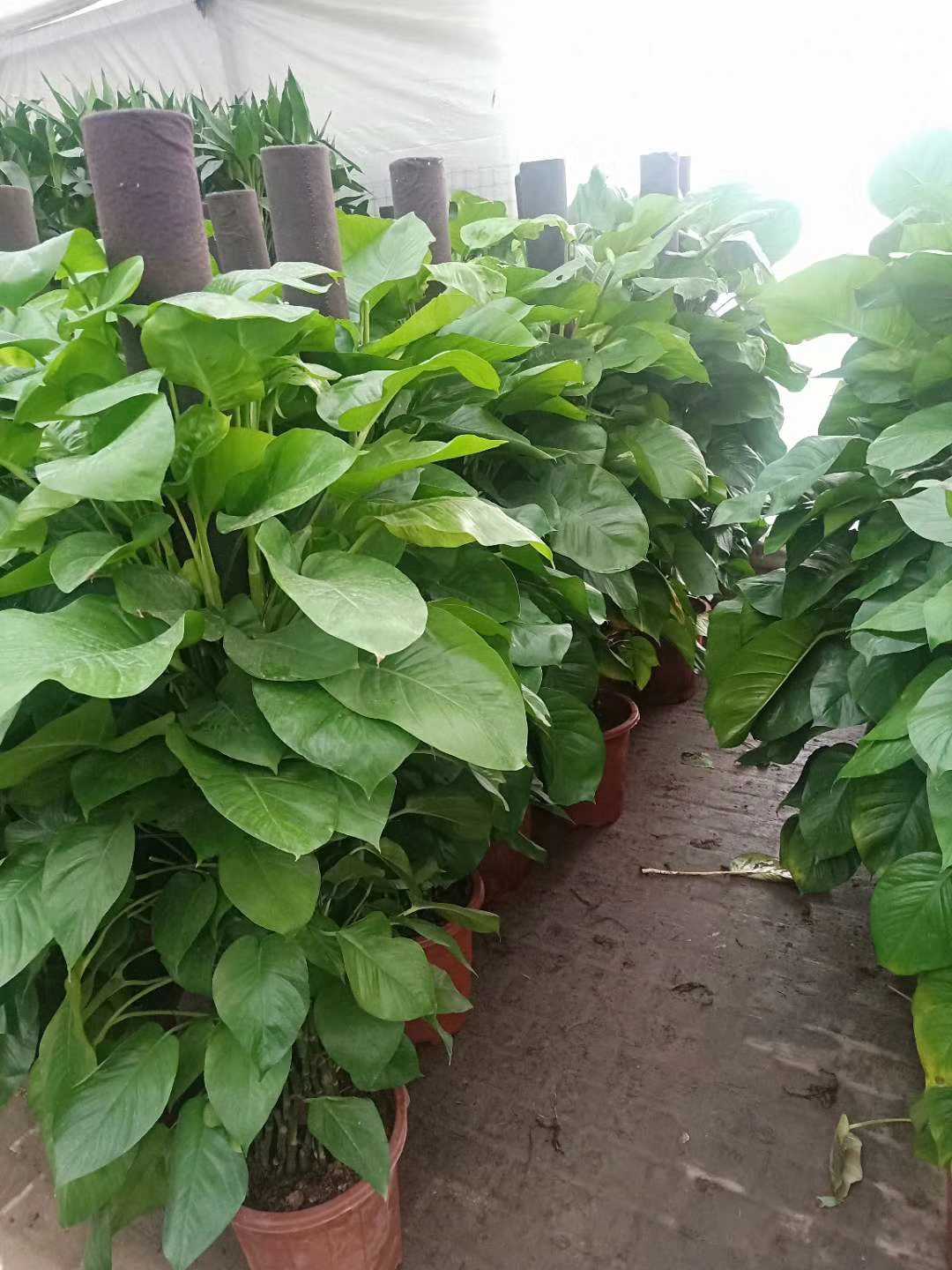 上海静植园林绿化图片