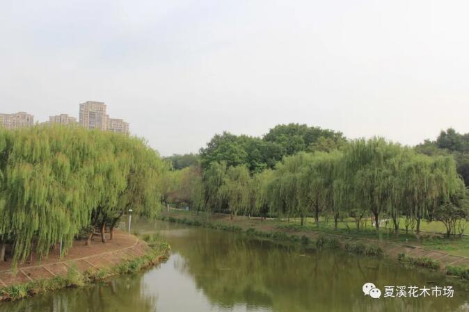 苗木养护：垂柳的养护方法和注意事项