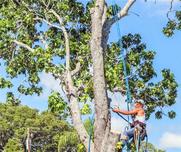 部分绿化工程景观效果难以维持，若干年后大打折扣，园林树木修剪标准有哪些？