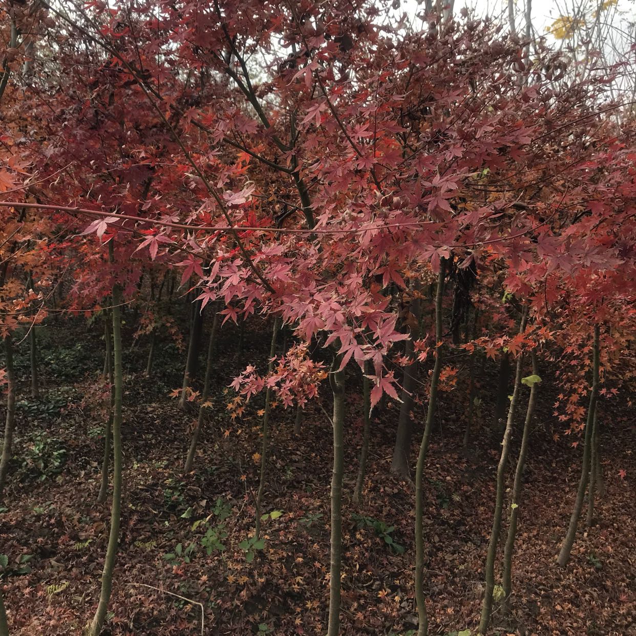鸡爪槭图片