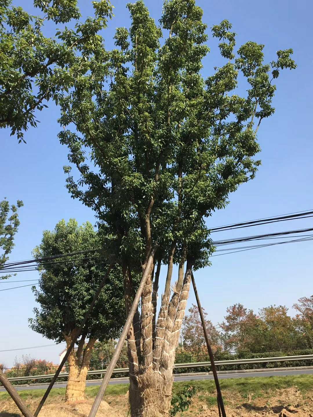 香樟图片