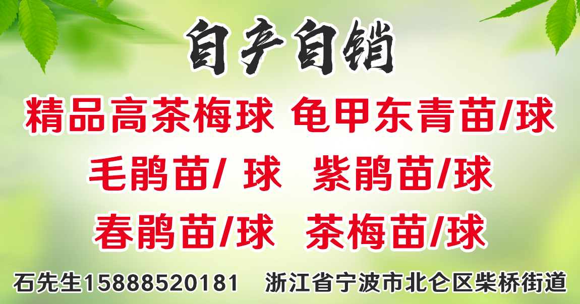 高茶梅、毛鹃球、紫鹃基地直销图片