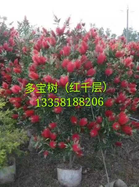 红千层（金宝树）图片
