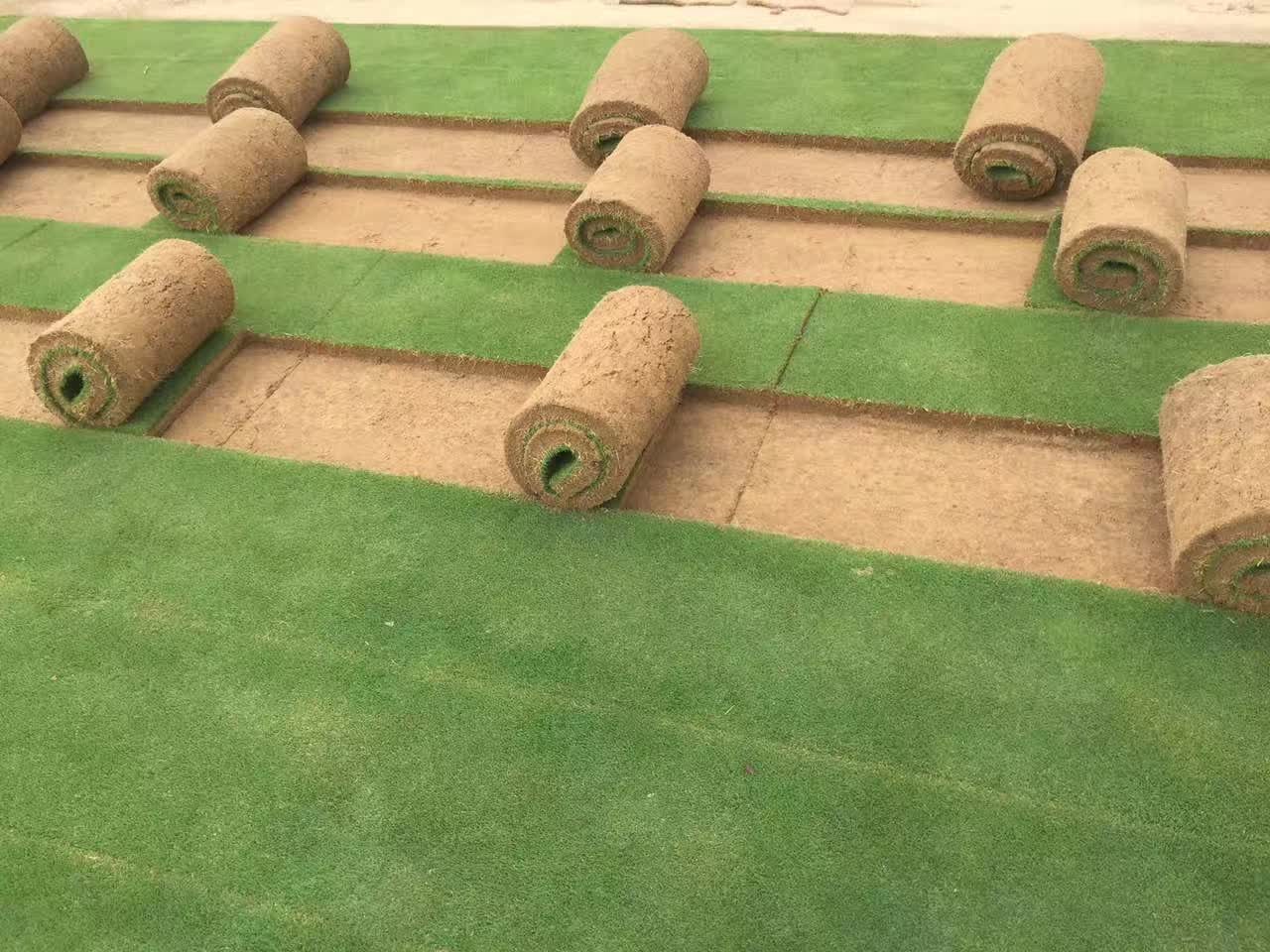马尼拉图片