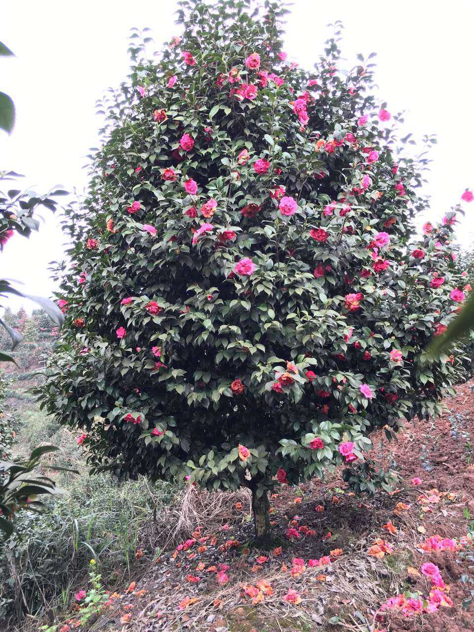 茶花图片