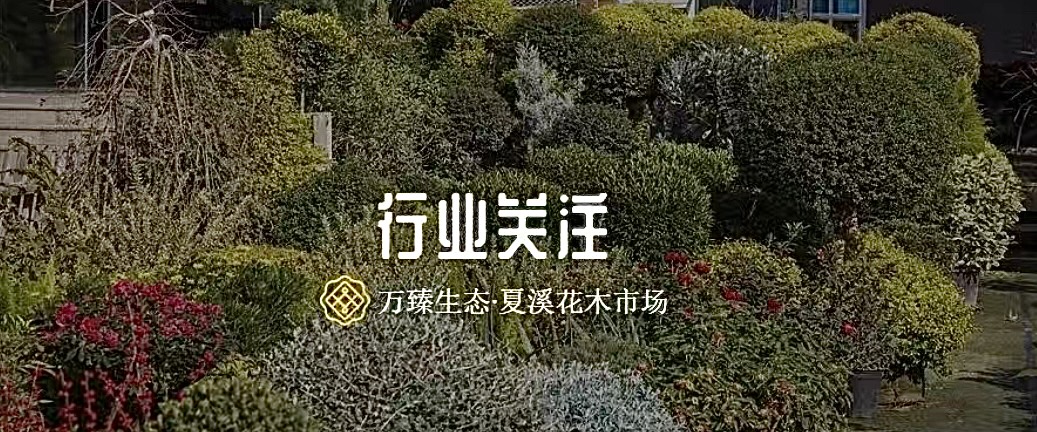 行道树难“成材”？这些问题要重视 