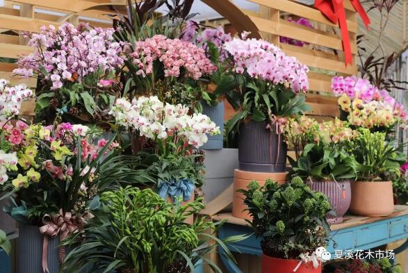 年宵花——行情如何？ 夏溪花木市场年宵花销售逆势提速