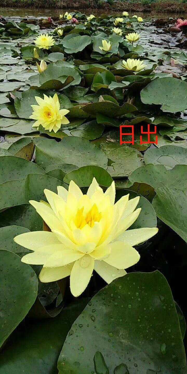 睡莲图片