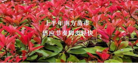上半年南方苗市 适应节奏脚步轻快,紧跟政策形势以及各地绿化建设特点