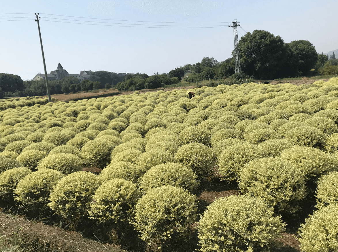 诸暨市锦业园艺场图片