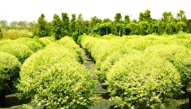 苗木业者要想活下去，活得好，最重要的是什么？